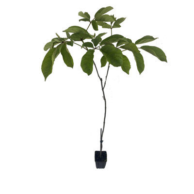 Yellow Tabebuia Trumpet Tree - Live Plant in a 3 Gallon Pot - Handroanthus Chrysanthus - Beautiful Flowering Tree