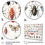 «Tiny Insect Wonders II», reproduction sur toile-673468692-673468698