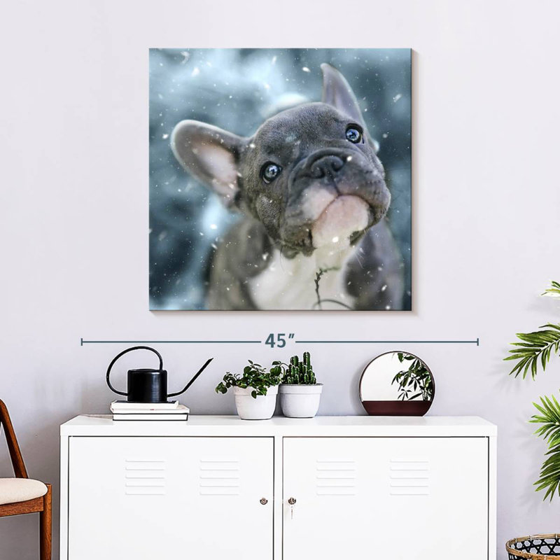 Chiot bouledogue français Brampt