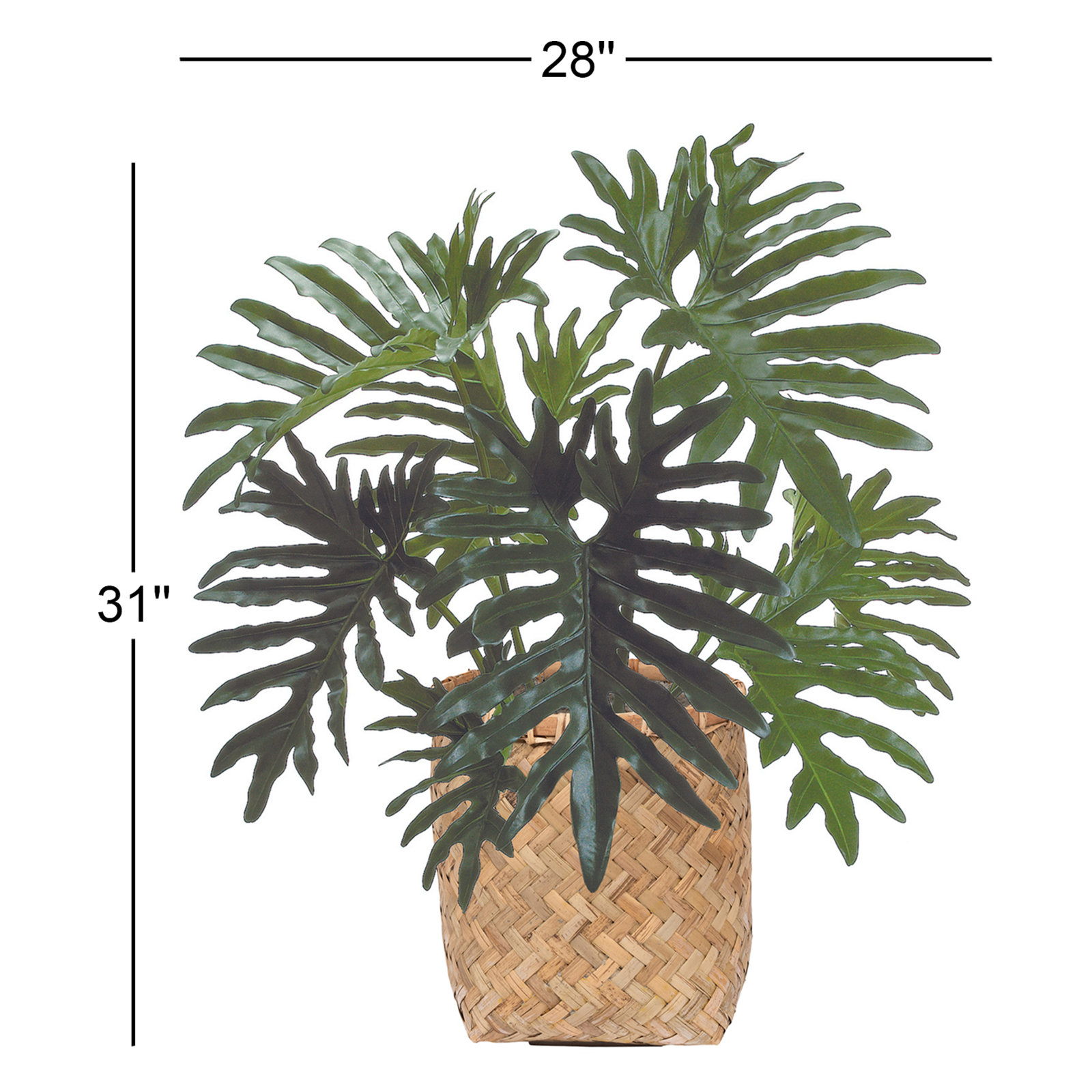 Em 2.5' Philodendron Plant with Bamboo Planter