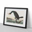 Florida Cormorant Bird by John Audubon - Picture Frame Painting Print on MDF-55575902-55575903