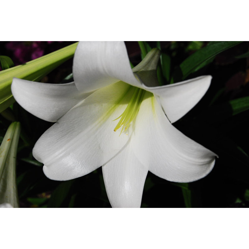 Lys blanc sur fond sombre - Photographie sur toile tendue, H 32 po x l 48 po