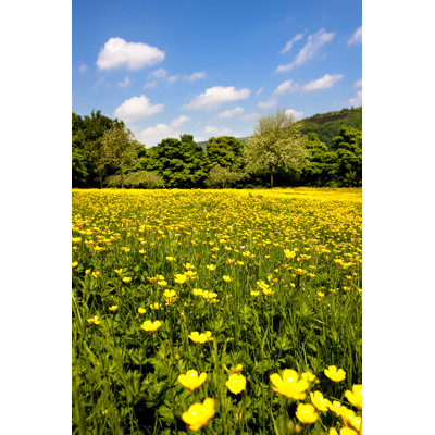 Summer Meadow with Wildflowers by Duncan1890