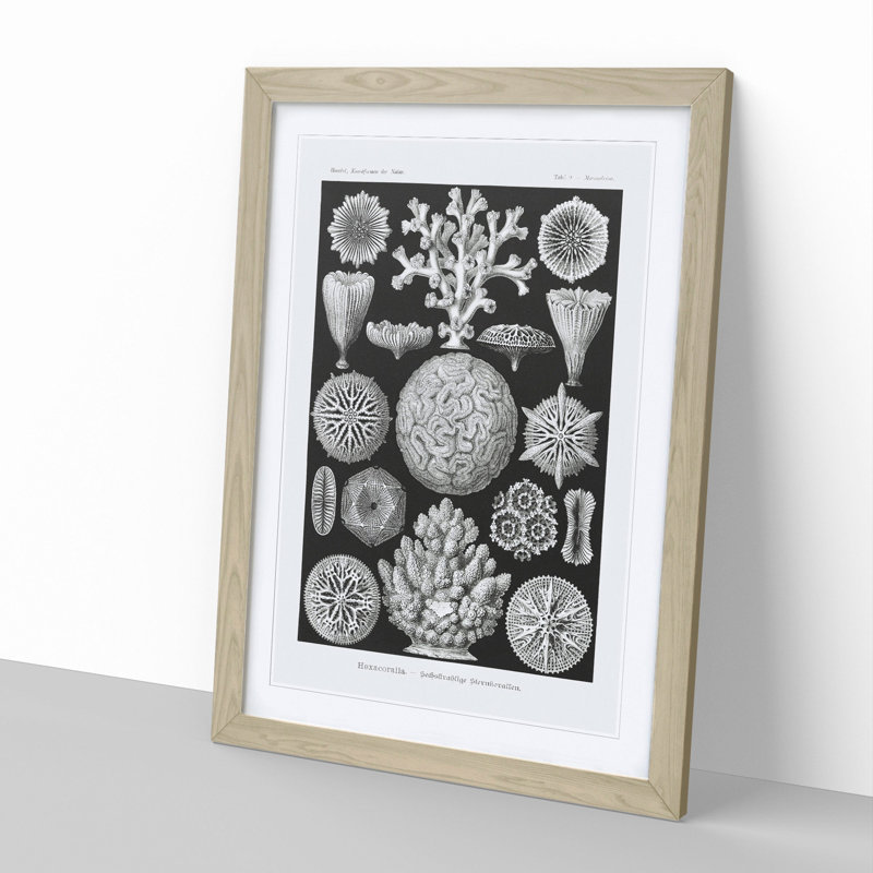 Hexacorallia Coral Vol.1 by Ernst Haeckel - Picture Frame Graphic Art, Oak Framed, 65cm H x 48cm W x 2cm D
