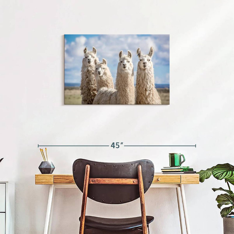 Fluffy White Llamas, 20" H x 30" W