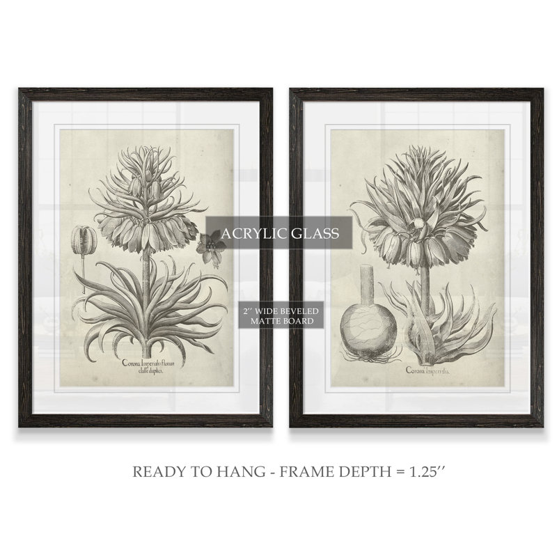 «Fresco Crown Imperial II», ensemble de 2 reproductions d'art encadrées, H 20 po x l 16 po x P 1,25 po, Blanc, Cadre ébène