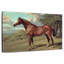 Cheval sauvage rétro-66851893