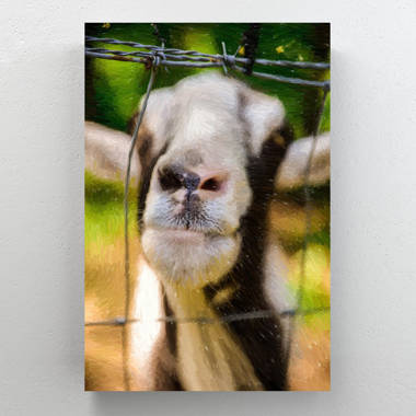 USA, Oregon. Old goat close-up. Ca - Canvas Wall Art