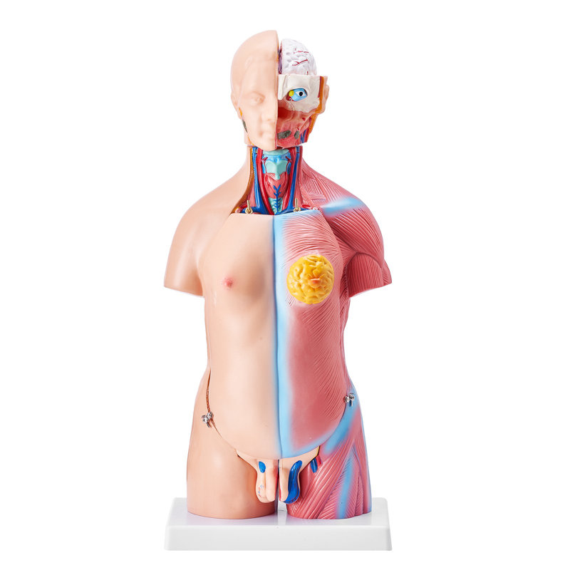 Modèle de corps humain, 23 parties, 45,7 cm (18 pouces), modèle d'anatomie du torse humain unisexe avec organes amovibles, outil pédagogique pour l'apprentissage des sciences et l'exposition éducative