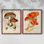 «Mushroom Variétés VI», reproduction encadrée de qualité supérieure - prête à être accrochée - aucun clou requis - aucun clou requis-767516593-767516594