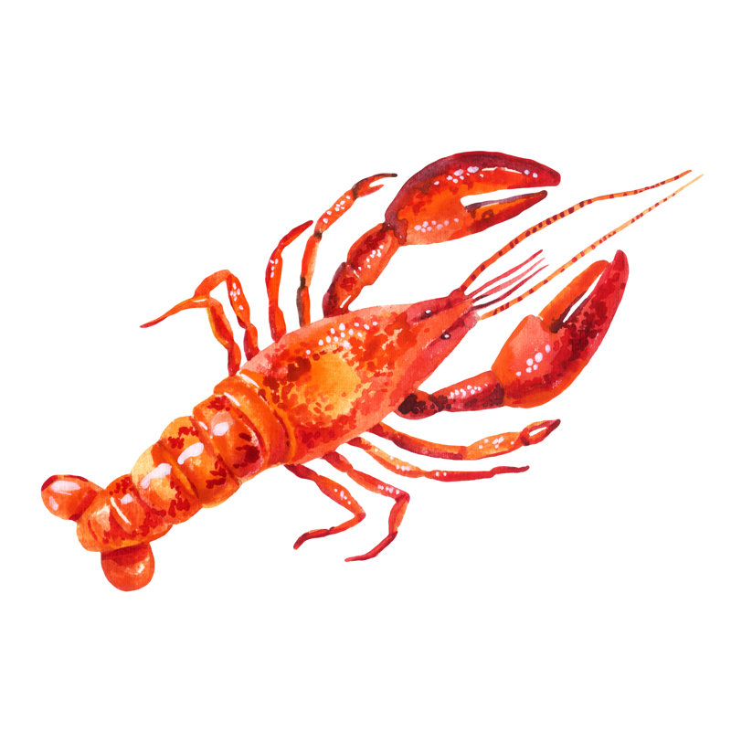 Watercolor Illustration Of Lobster, 81cm H x 122cm W