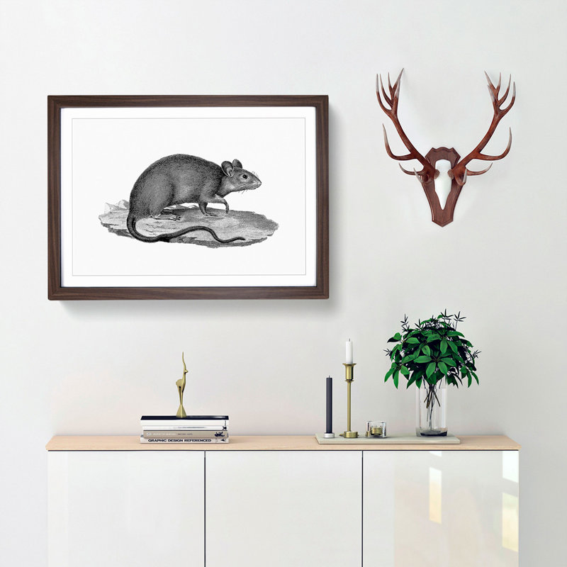 Rat Illustration - Framed Print, 27cm H x 36cm W x 2cm D, Walnut Framed