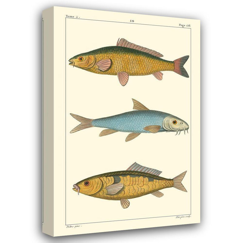 Rosecliff Heights Pretre Gallery Wrapped Canvas Art Titled: Freshwater Fish II, 48" H x 32" W