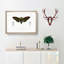 Giant Cicada Illustration by Charles D'Orbigny - Picture Frame Painting Print-55608294-55608297