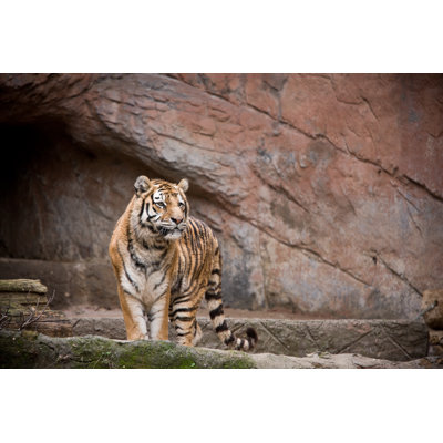 Tiger by AZemdega - Wrapped Canvas Print