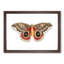 Automeris Moth by George Shaw - Framed Print-55457034-55457036