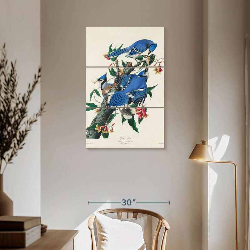 Brampt Blue Jay