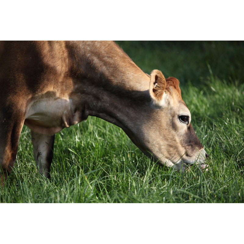 Jersey Cow Grazing by Auldist - Wrapped Canvas Print, 30cm H x 46cm W x 3.8cm D