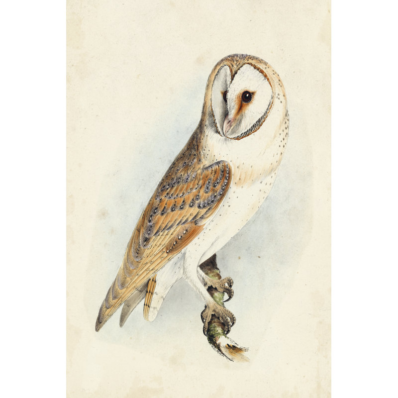 Meyer Barn Owl, H 12 po x l 8 po x P 1,25 po