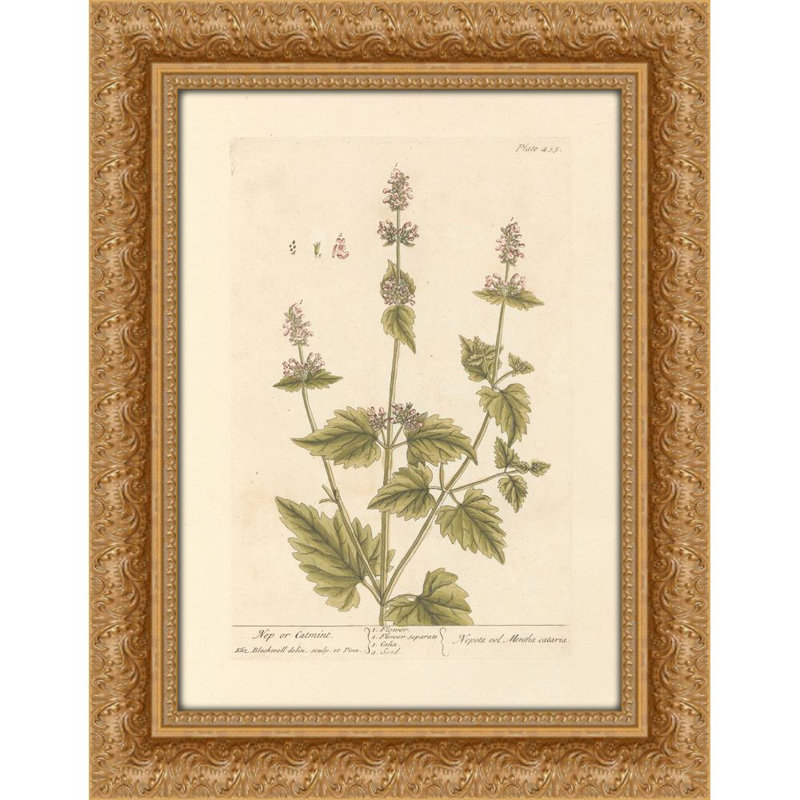Nep or catmint (1739)