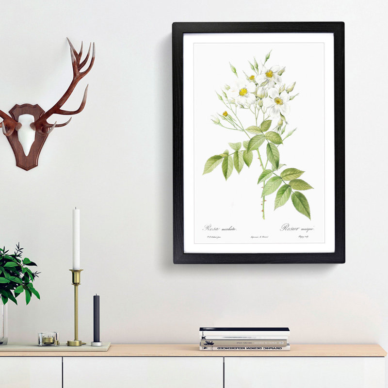 Musk Roses in White by Pierre-Joseph Redoute - Picture Frame Painting Print, Black Framed, 36cm H x 27cm W x 2cm D