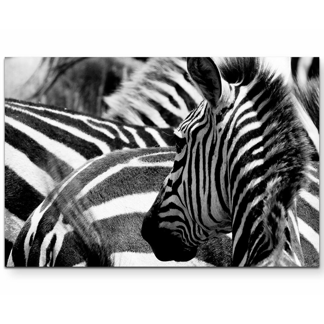 Leinwandbild Zebras in Kenia – Nahaufnahme