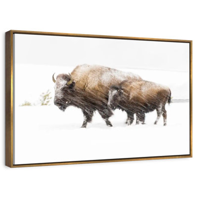 Bison In Yellowstone National Park