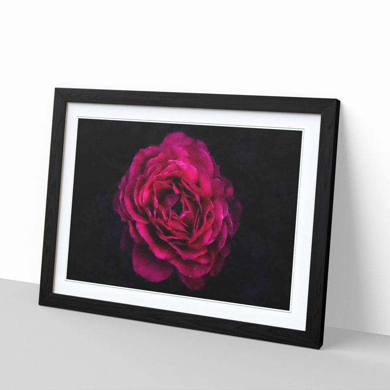 Fuscia Pink Carnation - Picture Frame Graphic Art Print, Black Framed, 24cm H x 33cm W x 2cm D