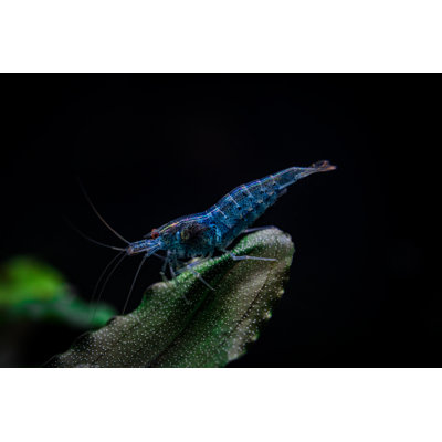 Zhiyan " Blue Aura Shrimp In Freshwater Aquarium "