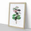 Milkweed Flowers - Picture Frame Painting Print-55601840-55601841