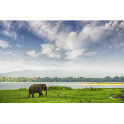Elephant in minneriya wildlife reserve 579253338