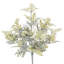 Dusty Miller Bush