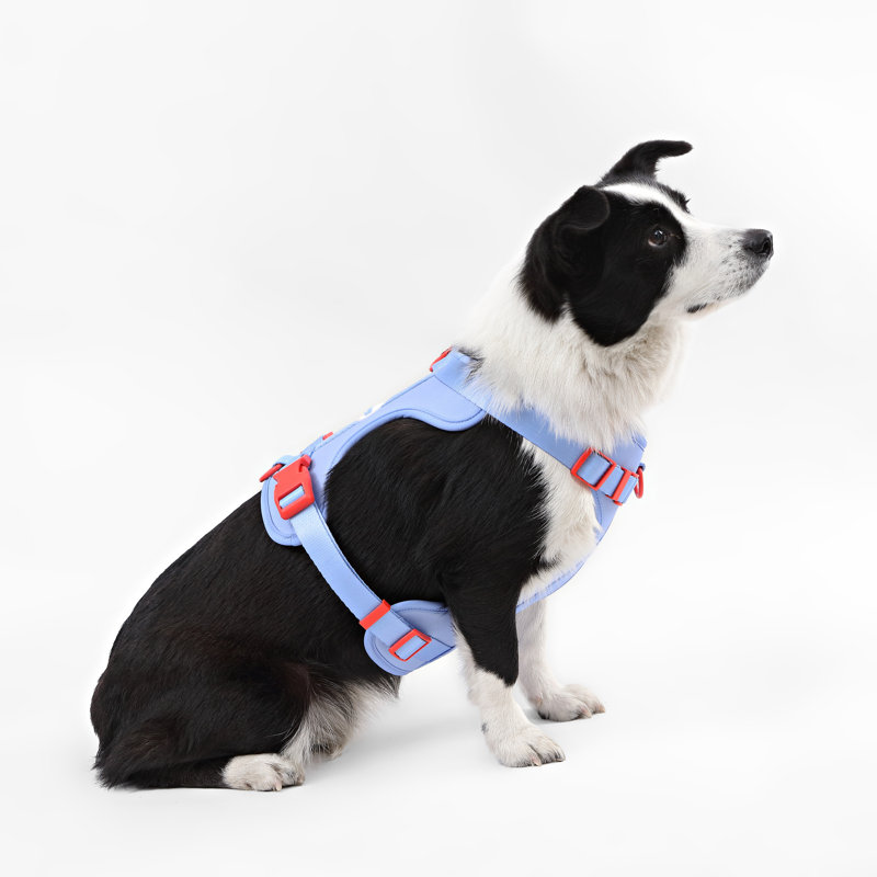 Harnais pour animal de compagnie Arlo, Pervenche, 37" W x 37" D