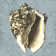 Stonewashed Shells I