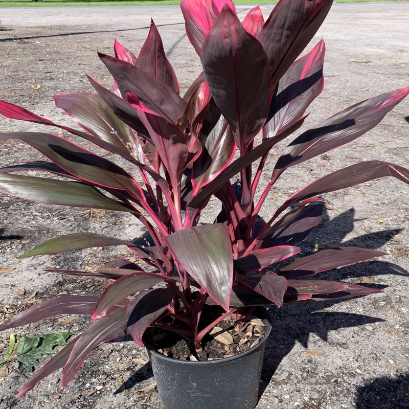 Red Sister Hawaiian Ti Cordyline Plant in 10-Inch Container