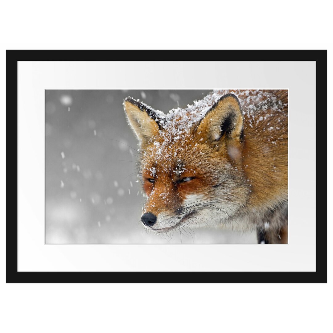 Gerahmtes Poster Wunderschöner Fuchs im Schnee