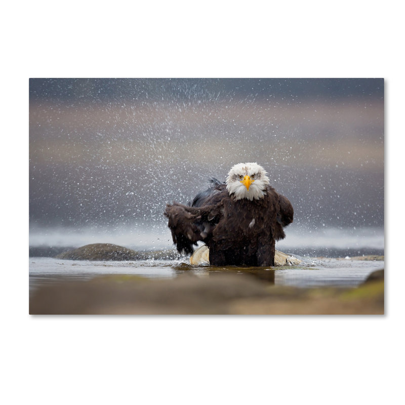 « chauve eagle », reproduction de photo sur toile tendue, H 22 po x l 32 po
