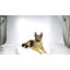 Lying German Shepherd