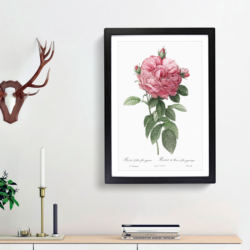 Giant French Rose in Pink by Pierre-Joseph Redoute - Picture Frame Painting Print on MDF, Black Framed