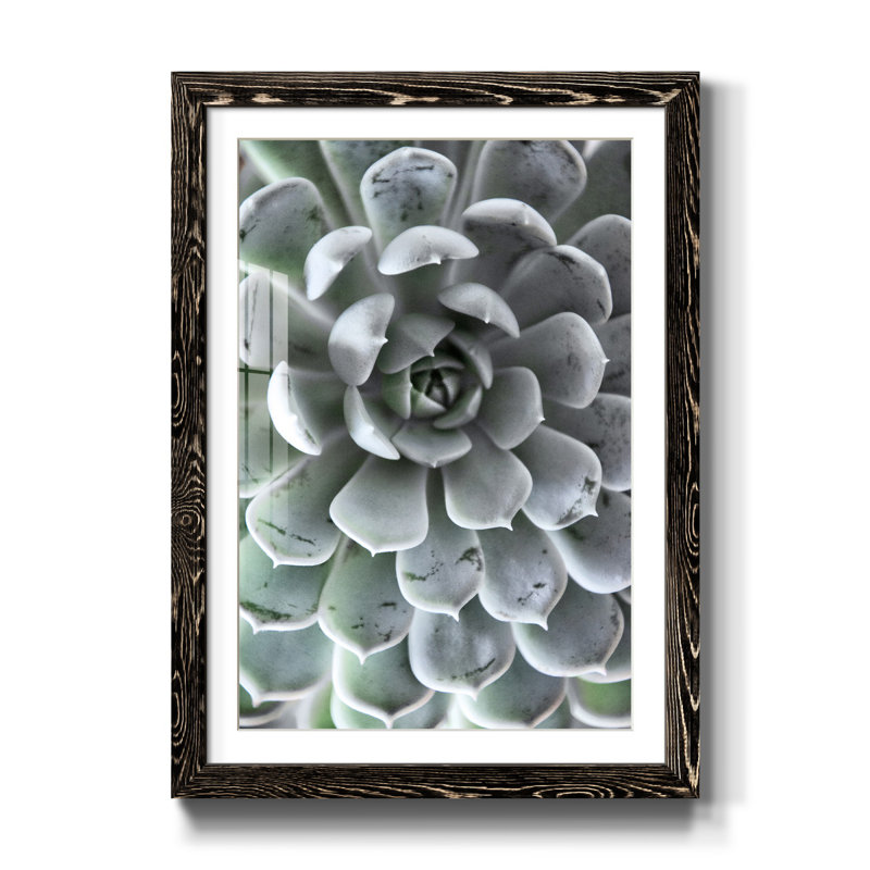 Zen Succulent III - reproduction de photo sur papier encadrée, H 31,5 po x l 23,5 po x P 1,5 po, Noir