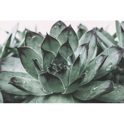 " Dewy Succulent I " by Jennifer Rigsby