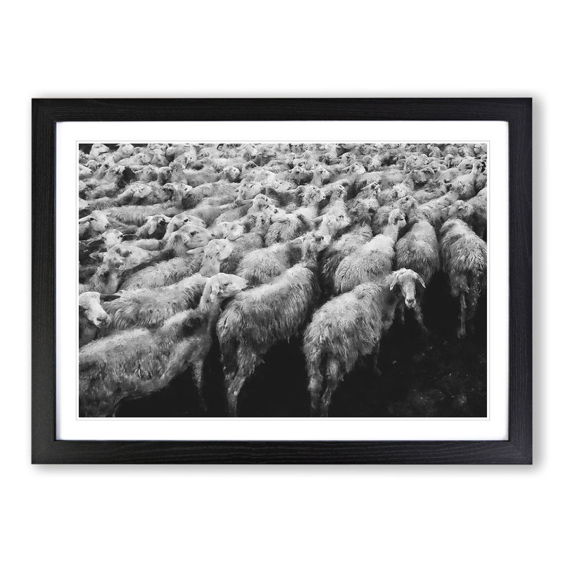 Flock of Sheep Vol.1 - Framed Print, 36cm H x 48cm W x 2cm D, Black Framed