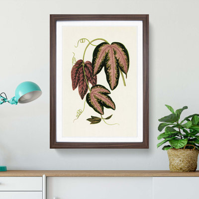 Tri-Coloured Passion Vine by Benjamin Fawcett - Picture Frame Painting Print