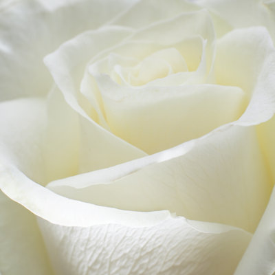 Arryanna Close-Up of White Rose 1 Piece Wrapped Canvas Wall Art