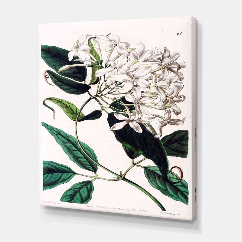 «Vintage Plant Life XXIV», peinture sur toile, H 32 po x l 24 po x P 1 po, Toile tendue