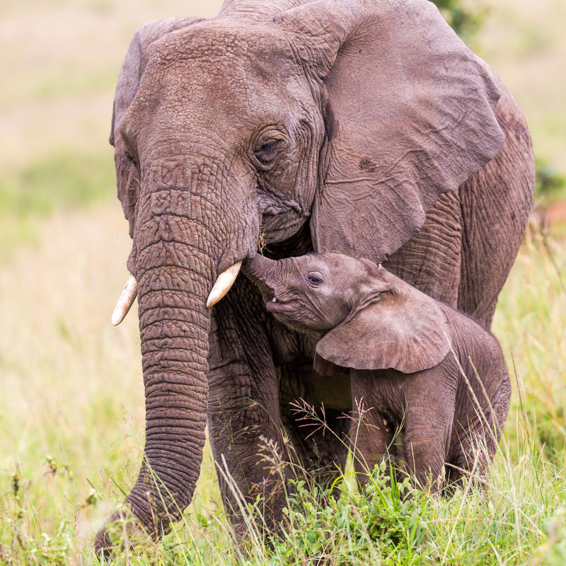 African Elephant And Baby by 1001slide - No Frame Print on Canvas, 91cm x 91cm W