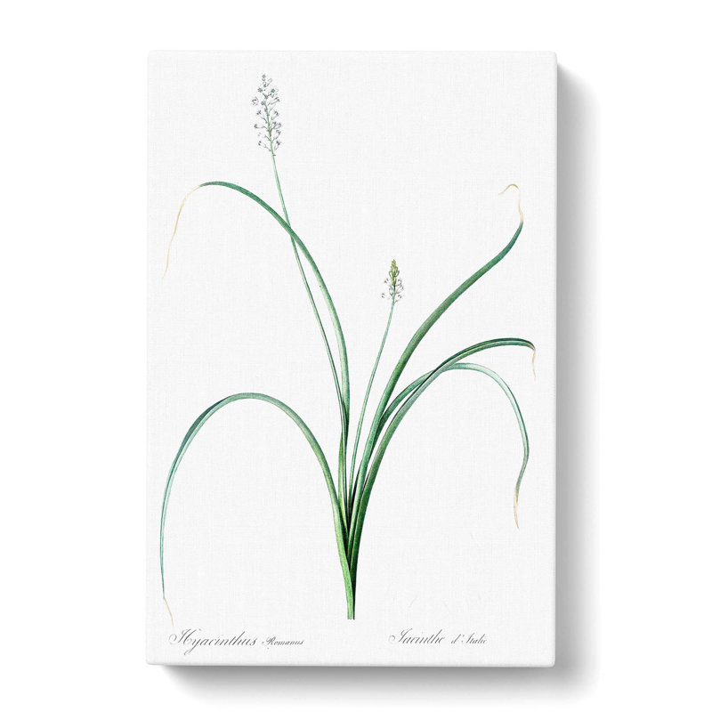 Roman Hyacinth Flowers by Pierre-Joseph Redoute - Wrapped Canvas Print, 60cm H x 40cm W x 3cm D
