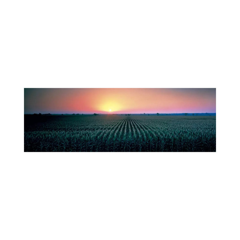 Corn Field at Sunrise Sacramento Co CA USA 1 Piece Wrapped Canvas Panoramic Wall Art, 121.92 cm H x 40.64 cm W x 1.91 cm D