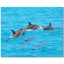 Dolphin Photo 4.25'' x 4.25'' Satin Ceramic Decorative Mural