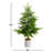 5' Pine Christmas Tree